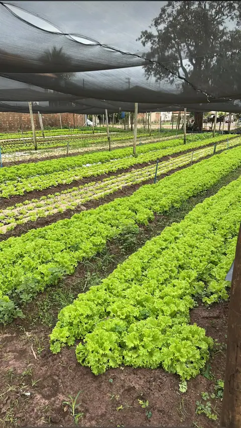 Fileiras de verdura na horta