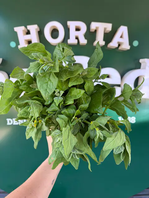 Verdura recém-colhida da horta