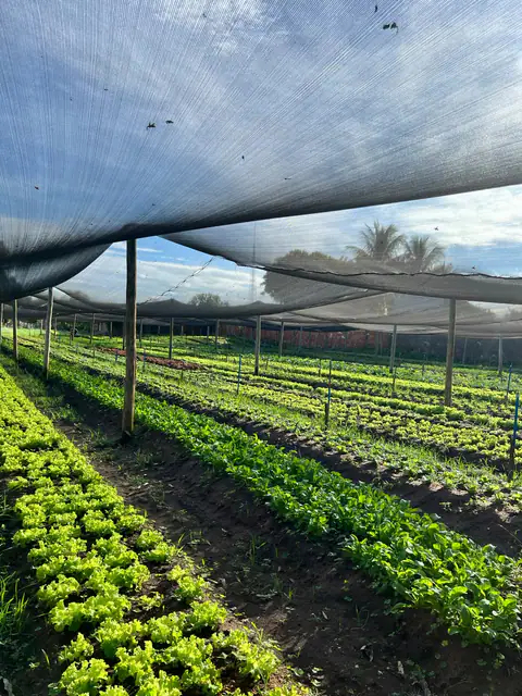 Vista dos canteiros da horta